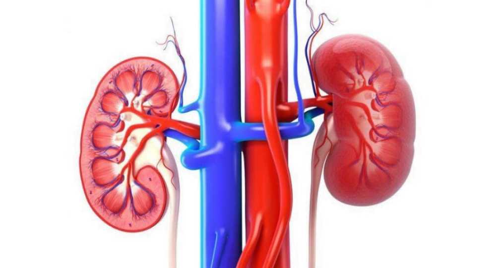 Безопасный и эффективный метод лечения рака почек: криоабляция