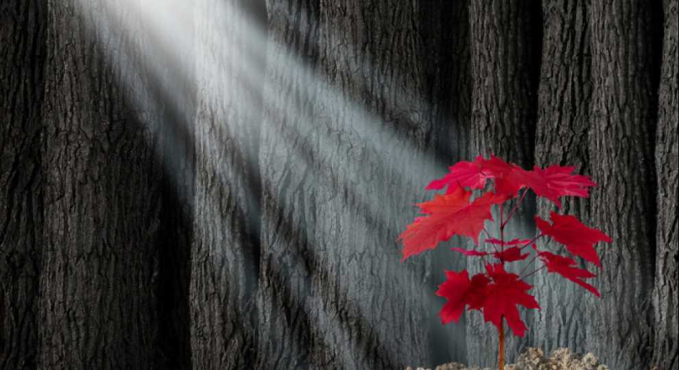 Immunotherapy Drug Opdivo Doubles Overall Life Expectancy in Head and Neck Cancer Patients